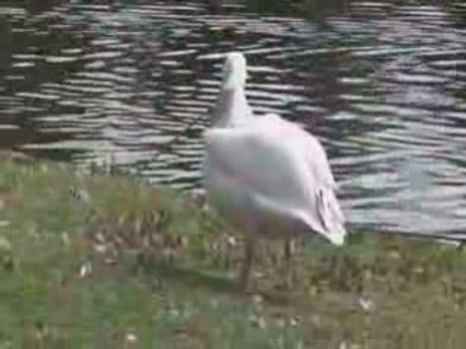 Un pelican avale un pigeon