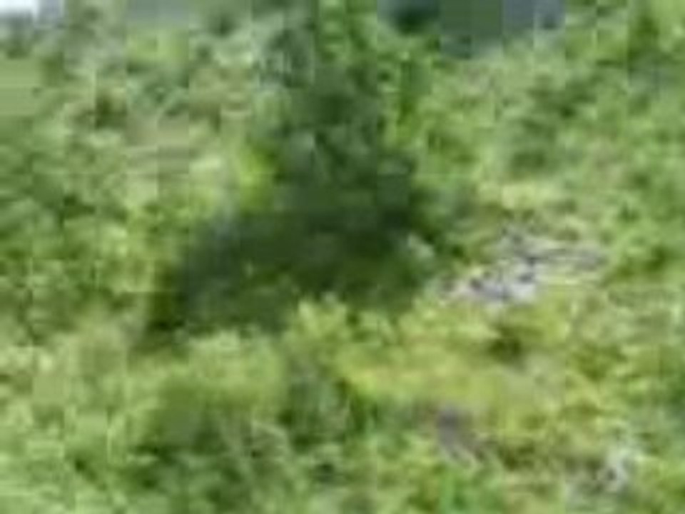 mem pa peur avc jojo ( eh oui c bien moi ki chante )