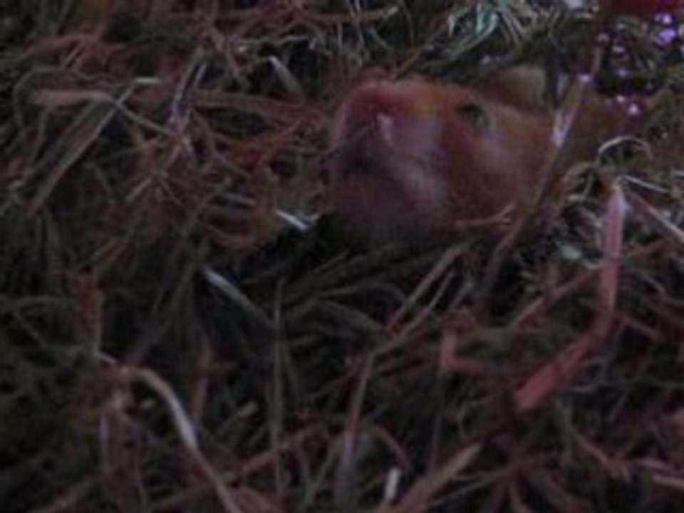 Hamstaro 1