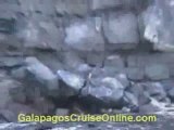 Galapagos Islands tour video - Wildlife