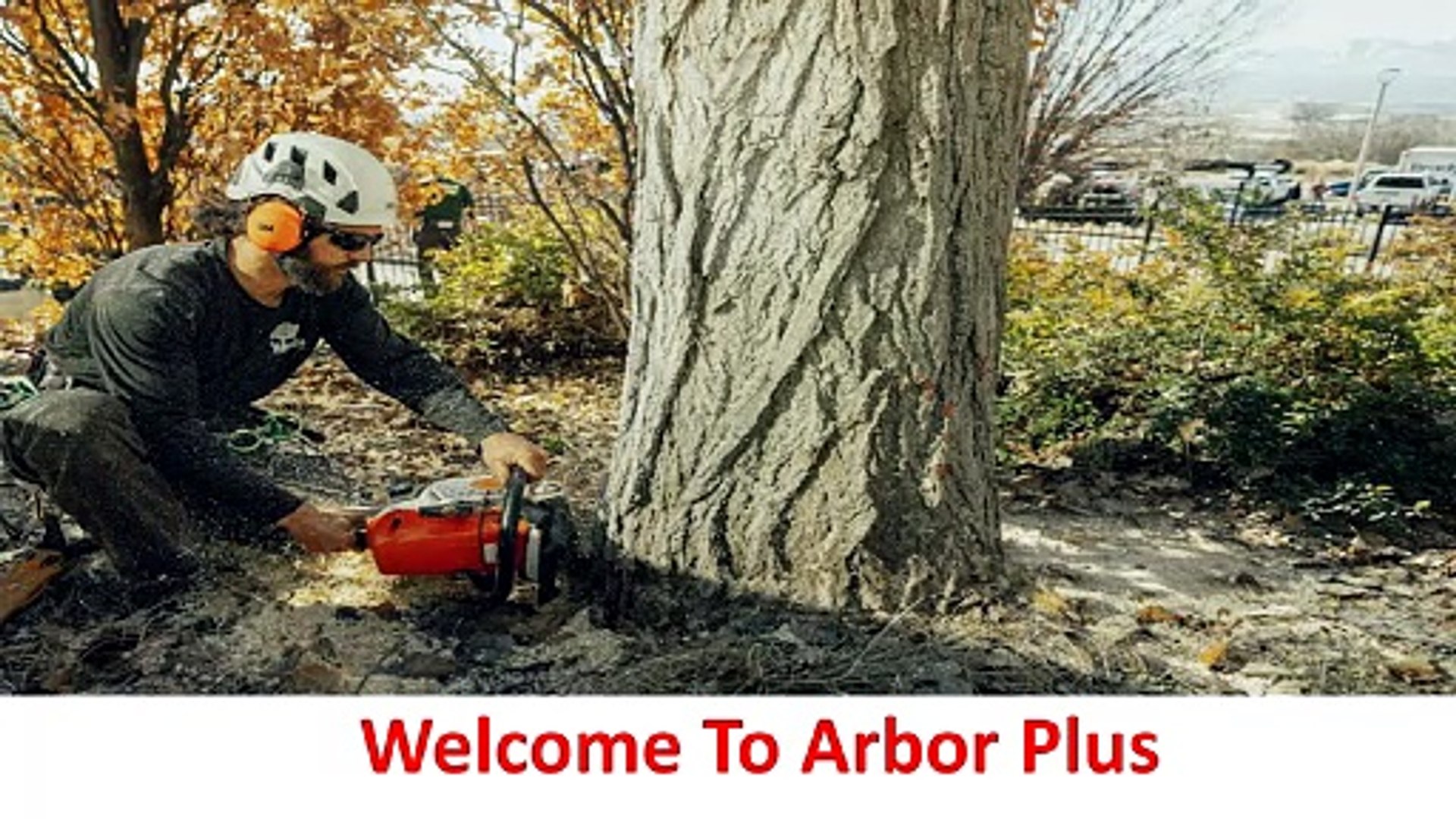 Arbor Plus - Professional Arborist in Salt Lake City, UT