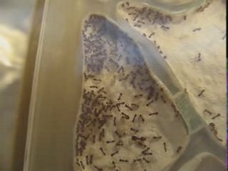 Vue d'ensemble de mon nid de Pheidoles Pallidula