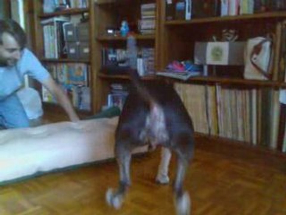 Bull terrier debile
