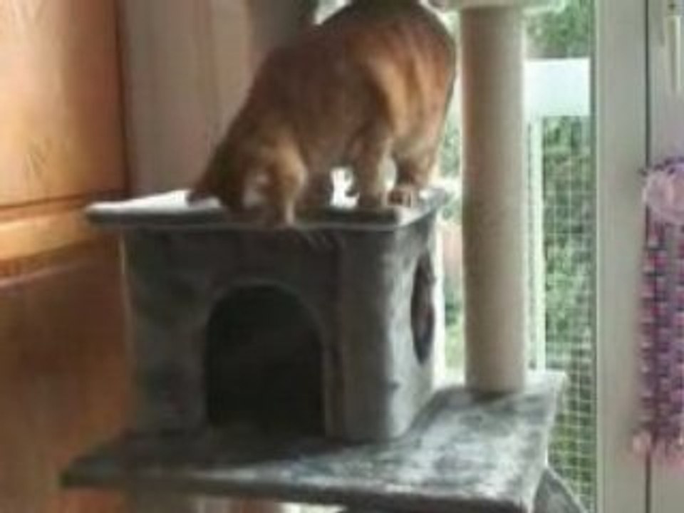 Petite bagarre entre Lylou et Pixou