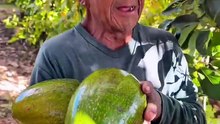 Los Aguacates de el @happosai1670  en san luis rio colorado estan bien grandes