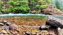 Forêt en Été _ Musique Relaxante & Bruits de Nature 🌿
