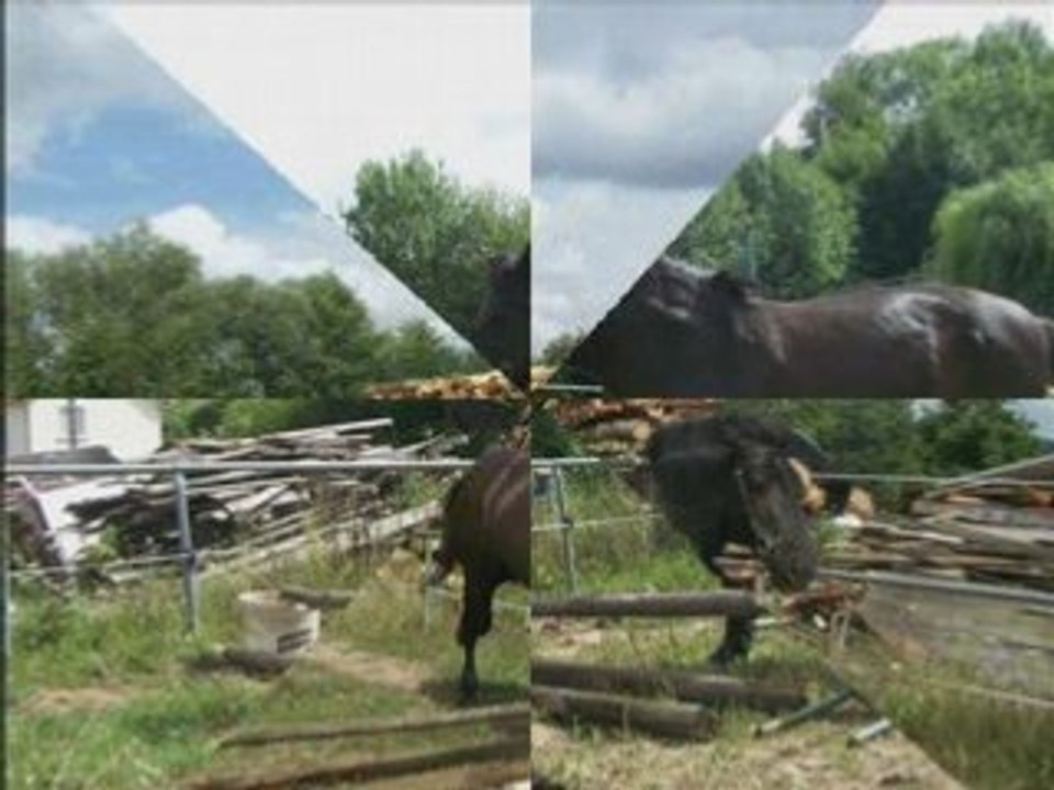 Travail en liberté de Wolfia