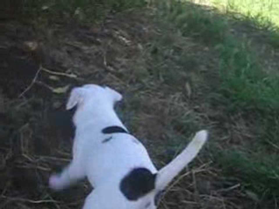 Cynospirit Dynamite (3)