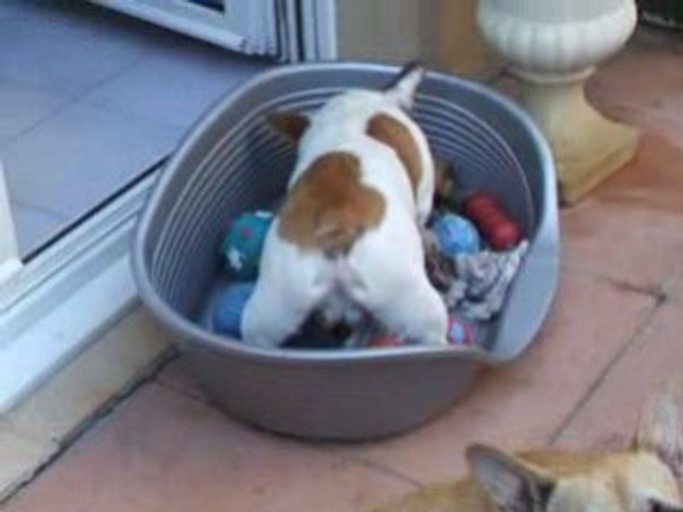 jeux chien bouledogue