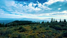 Zen en Forêt _ Musique pour Dormir et Apaiser l'Esprit