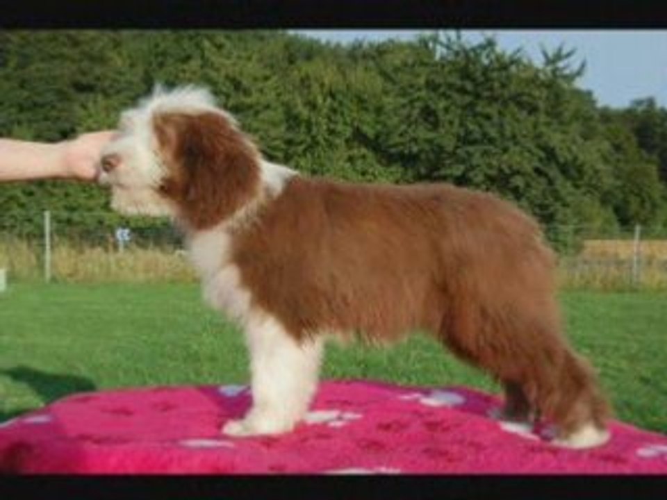 LES BERGERS DES 1001 NUITS DONNA Vidéo Dailymotion