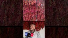 Tava ciğerin vazgeçilmezi Karaağaç biberinde hasat ve kurutma mesaisi