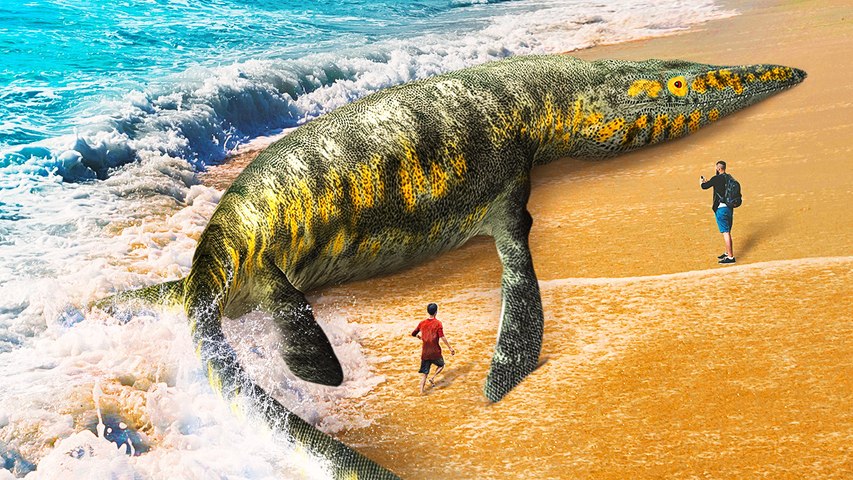 Incredible Sea Creatures