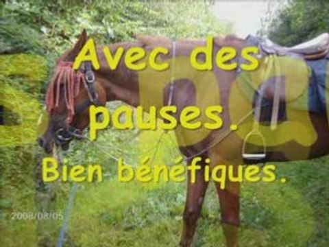 Randonnée equestre en forêt de lyons