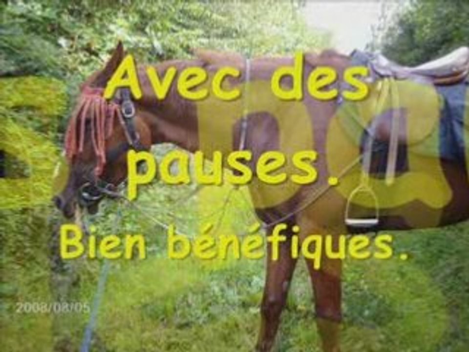 Randonnée equestre en forêt de lyons