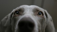 Live Scheduled - Test Video Player