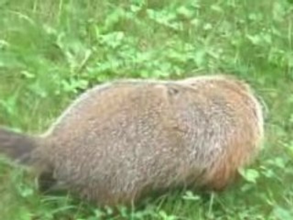 Marmotte dans le jardin