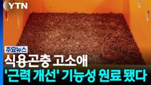 [녹색] 식용곤충 고소애, '근력 개선' 기능성 원료 됐다 / YTN