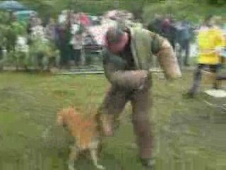 JACKASS - PIT BULL attack!