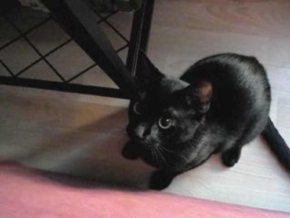 attaque de chat