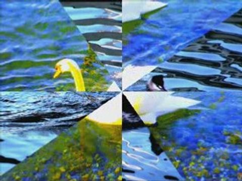 Le Léman des cygnes