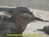 Iguanas and Flamingos - Galapagos Islands Videos