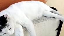 🐱☀️ ¡Pernanca, Bombay y Panchito tomando el sol! 😂🐶🐾 ¡La vida de mascota es difícil! 😻