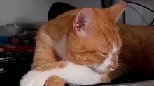 poor cat, can_t even dream alone 💭😿 #cat #catsoftiktok