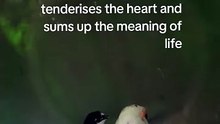 This is what love is_ a duck loving a chick as if it were its baby. It_s not creating barriers