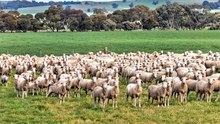 Mid North farm taken to public auction.