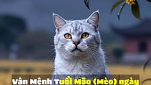 🐉 Mão (Mèo) - Tử Vi Con Giáp 24/09/2026