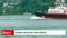 İstanbul Boğazı'nda yunus sürprizi