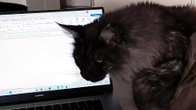 No way! You can`t work now! It`s cuddles time! :) #cats #funnycats #Catlovers