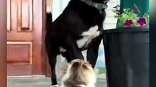 Pets - cats & dogs 🔥 Top Amazing Moments 💯 funny cats 001