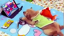 Pets - cats & dogs 🔥 Top Amazing Moments 💯 funny - Success often hides inside the tasks you keep postponing because they feel too hard or too boring.