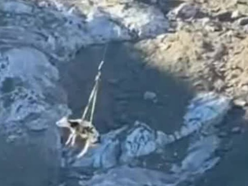 Ungewöhnliche rettung: kuh wird per hubschrauber ins tal geflogen