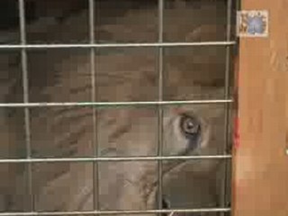 Sauvetage du Lion Brutus