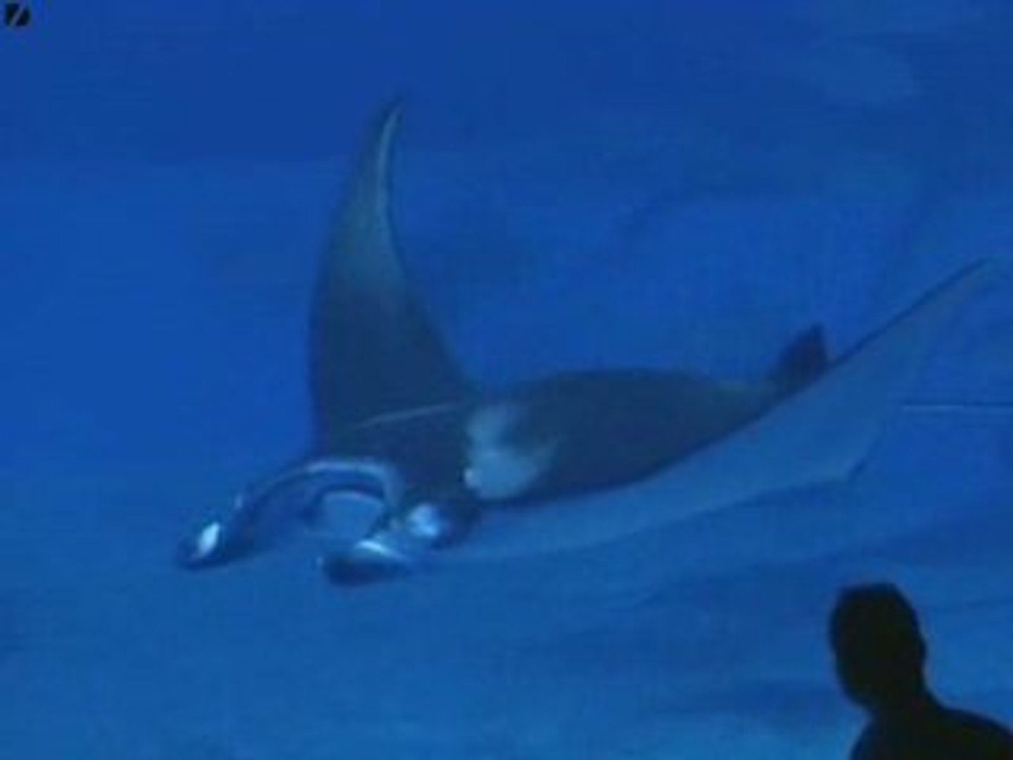 ⁣Giant Aquarium