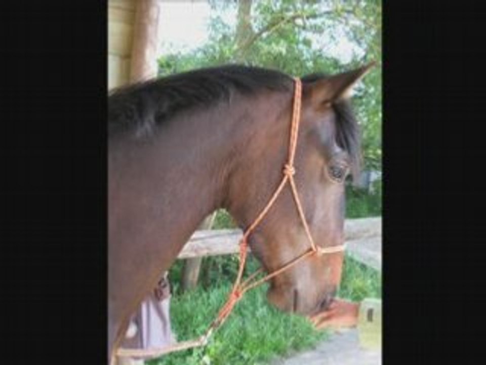 mon amour de cheval