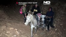 Cisjordânia: pastores usam burros e valas para transportar leite de noite