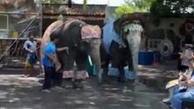 Dancing Elephants