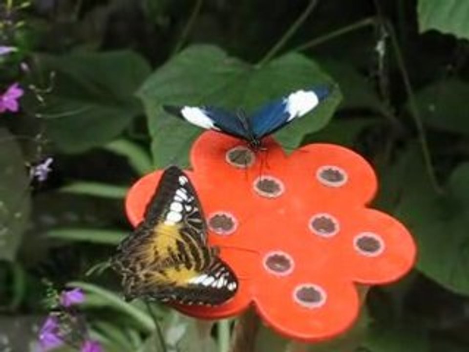 Honfleur : papillons Naturospace