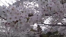 3巻（全3巻）佐倉市・貴重ビデオ【2025年4月7日撮影・被災前の佐倉市】　高崎川～城址公園～歴博　など