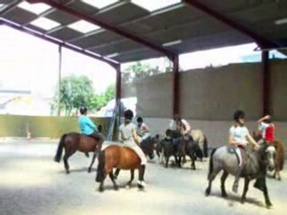 horse ball poneys