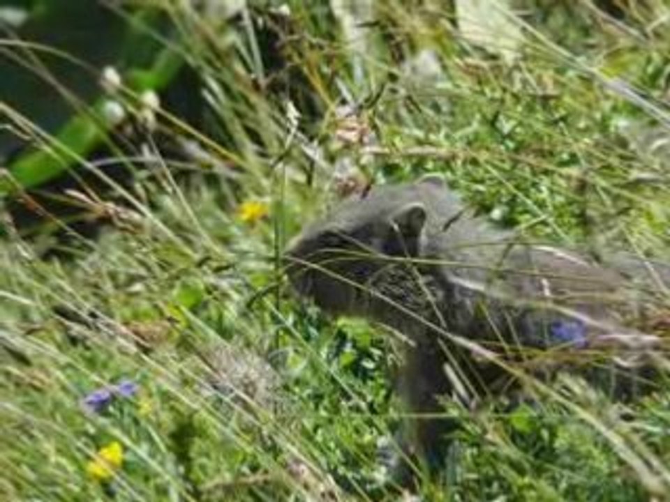 Lac de Salanfe - Marmottes