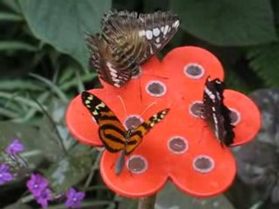 Honfleur : papillons Naturospace