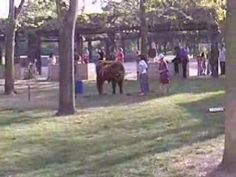 Momes ki rende fou 1cheval prod P.P