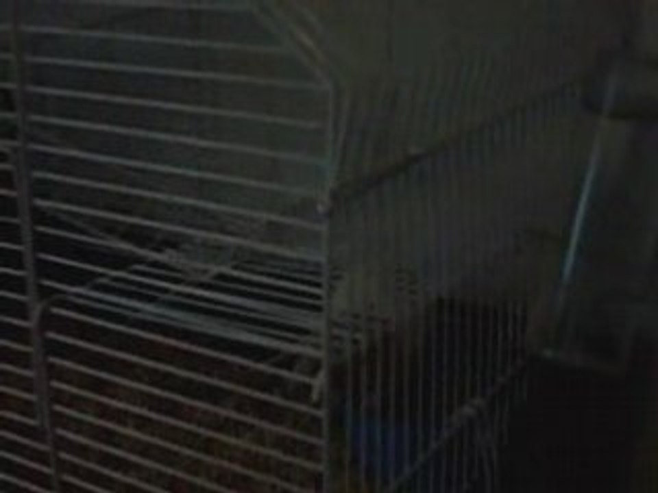 Keeper meet rats