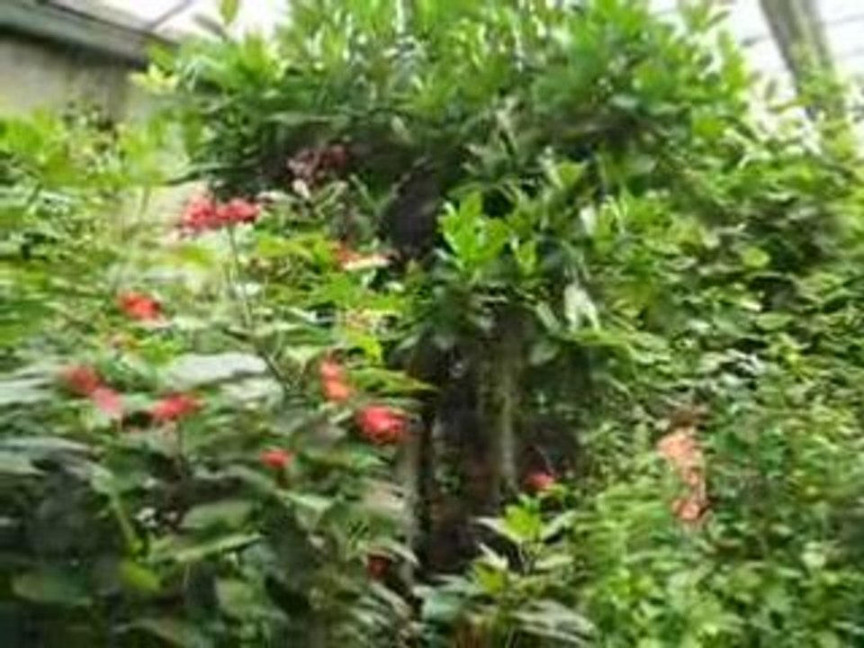 Honfleur : végétation & papillons Naturospace