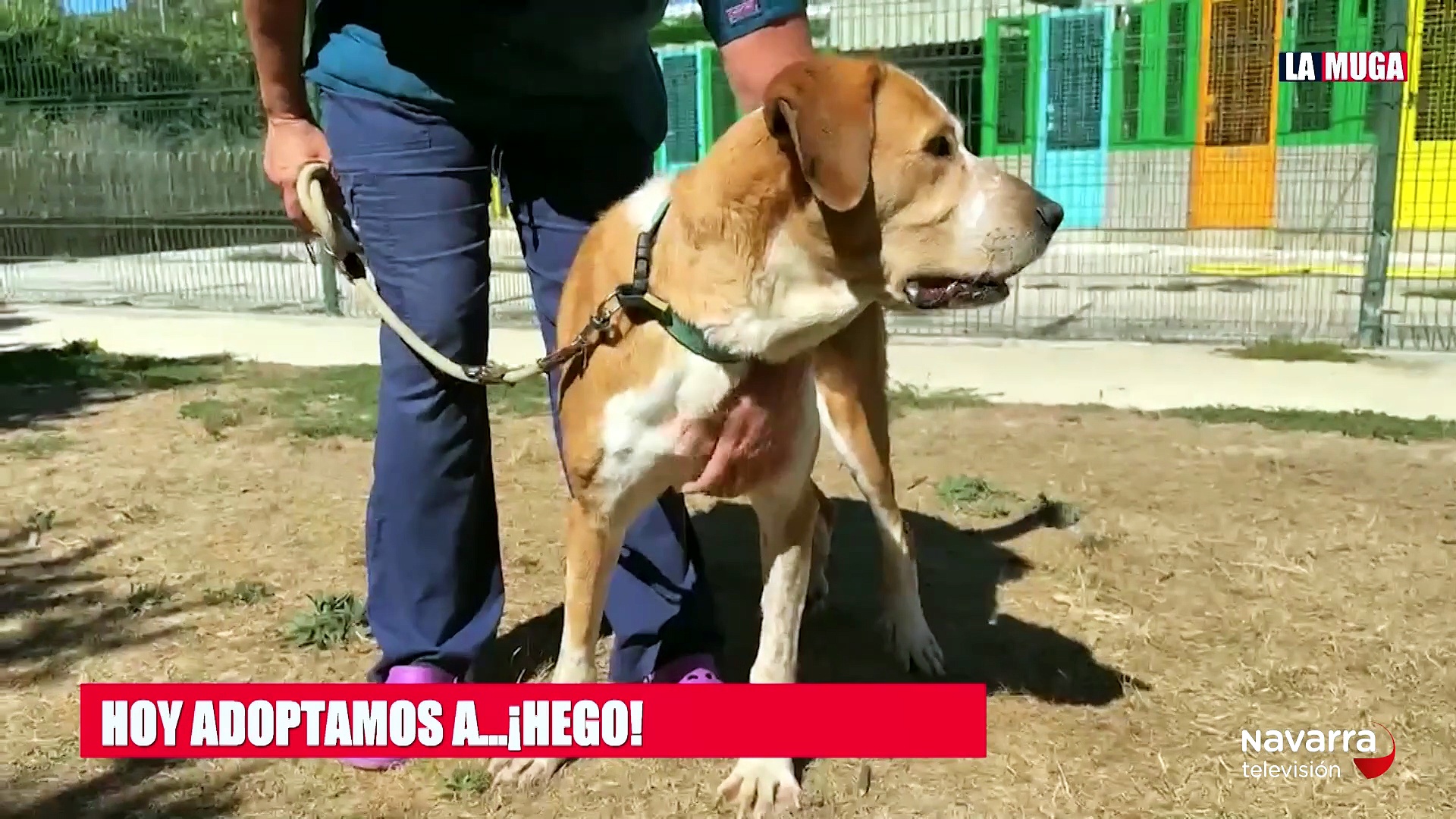 La Muga 24/09/2026 El avance de la investigación del cáncer en Navarra, hablamos del Opus Dei sin filtros y adoptamos a Hego, una mestiza de 8 años